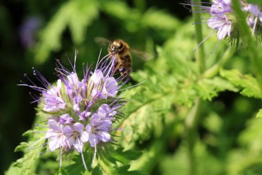 Bee, apis mellifera and honey plant phacelia. A honey and pollen plant also cultivated for beekeeping clipart