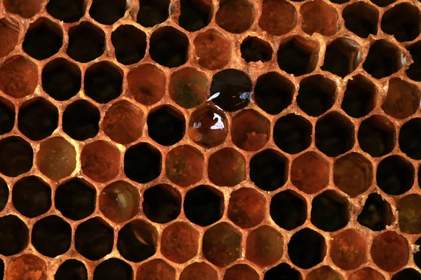 Wnętrze Plastra Miodu Pergi Kolorowe Widoczny Kształt Pszczoła Chleba Komórki — Zdjęcie stockowe