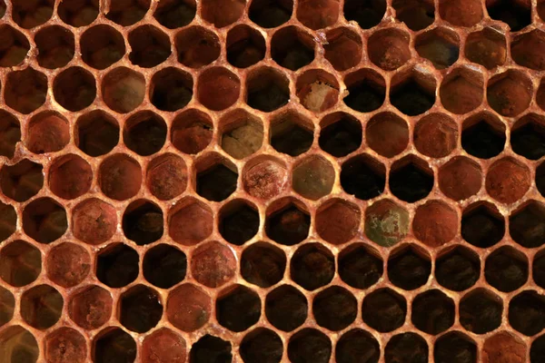 内部的一个古老的蜂窝与五颜六色的离 蜂细胞的可见形状和蜂面包 — 图库照片