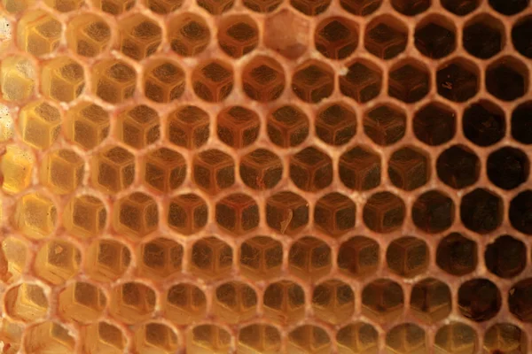 查看蜂窝形状单元格 由蜜蜂用蜡制成的蜜蜂贴片 它用于储存蜂蜜 和繁殖幼虫 — 图库照片