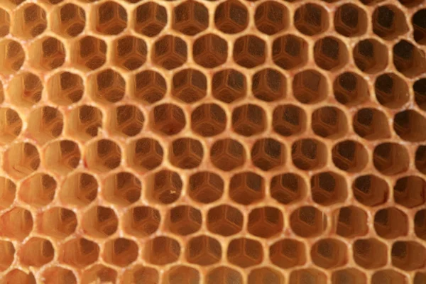 ハニカム形状のセルに表示します ワックスからミツバチによって行われた蜂のパッチ ペルゲを格納して幼虫の繁殖のために使用 — ストック写真