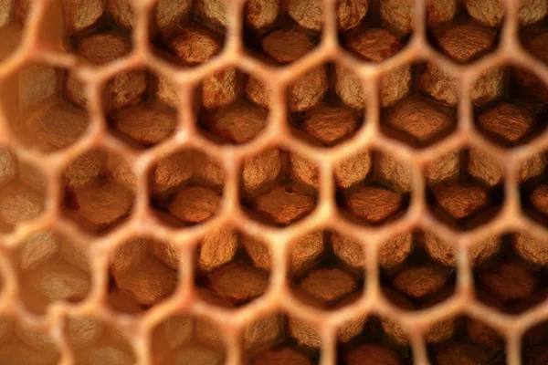光に対して蜂のハニカム構造のビュー 蜂の性質によって作成された抽象化ステンド グラス — ストック写真