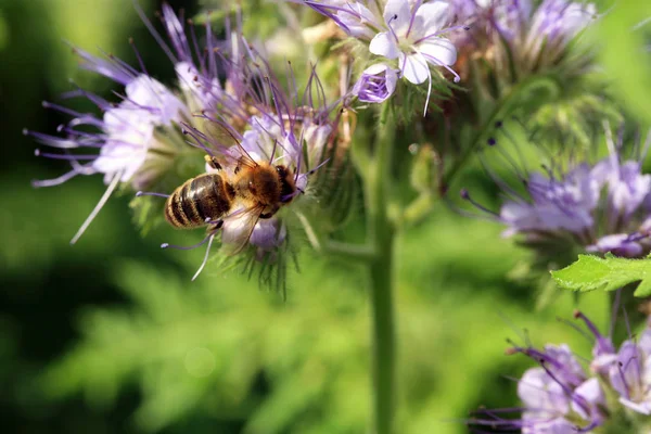 Abeja Apis Mellifera Phacelia Planta Miel Una Planta Miel Polen — Foto de Stock