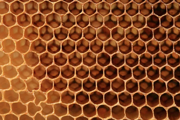 光に対して蜂のハニカム構造のビュー 蜂の性質によって作成された抽象化ステンド グラス ロイヤリティフリーのストック画像