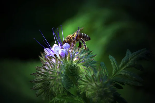 Abeja Apis Mellifera Phacelia Planta Miel Una Planta Miel Polen — Foto de Stock