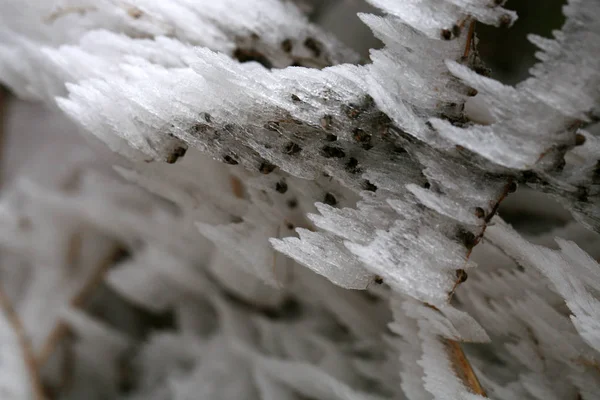 Frosted Takken Van Dragon Winter Een Landelijke Home Kruidentuin Macrofotografie — Stockfoto