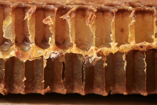 Tvärsnitt Genom Inre Gammal Honeycomb Synlig Form Och Bee Cellens — Stockfoto