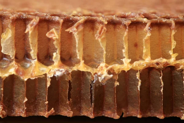 穿过一条旧蜂窝的内部 蜜蜂细胞的可见形状和底部 — 图库照片