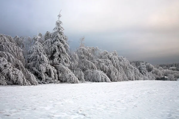 Une Forêt Épinettes Féeriques Hêtre Couvert Neige Une Journée Calme — Photo