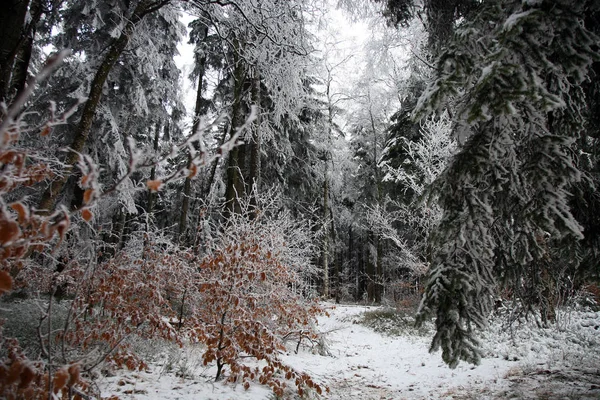 Granskog Täckt Med Snö Tyst Lugn Molnig Dag Början Vintern — Stockfoto