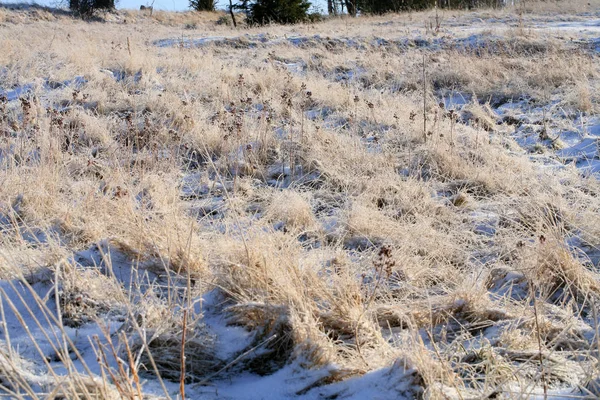 Erstaunliche Winternatur Eine Getrocknete Graspflanze Die Mit Eiskristallen Bedeckt Ist — Stockfoto