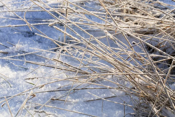 Fantastisk Vinter Natur Ett Torkat Gräs Växten Täckt Med Isiga — Stockfoto