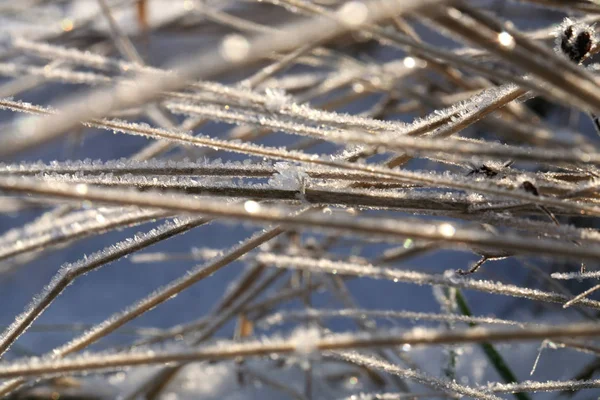Increíble Naturaleza Invernal Una Planta Hierba Seca Cubierta Cristales Helados —  Fotos de Stock
