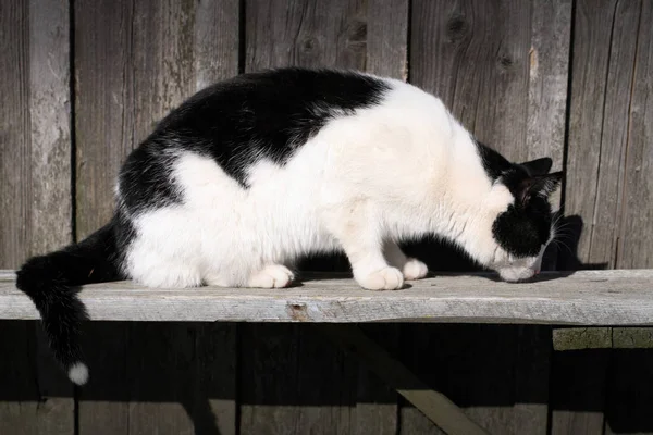 Biało Czarny Kot Jest Sintting Drewnianej Ławce Słonecznej Zimowej Pogodzie — Zdjęcie stockowe