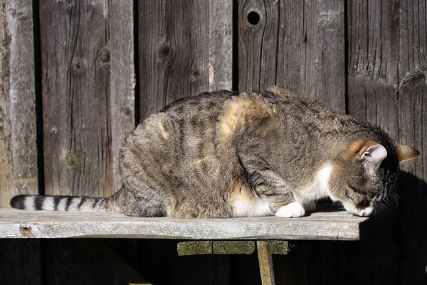 Šedá Pruhovaná Kočka Dřevěné Lavici Slunném Zimním Počasí Hříčkou — Stock fotografie