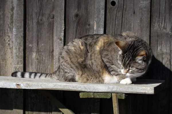 Szary Kot Pasiasty Jest Sintting Drewnianej Ławce Słonecznej Zimowej Pogodzie — Zdjęcie stockowe