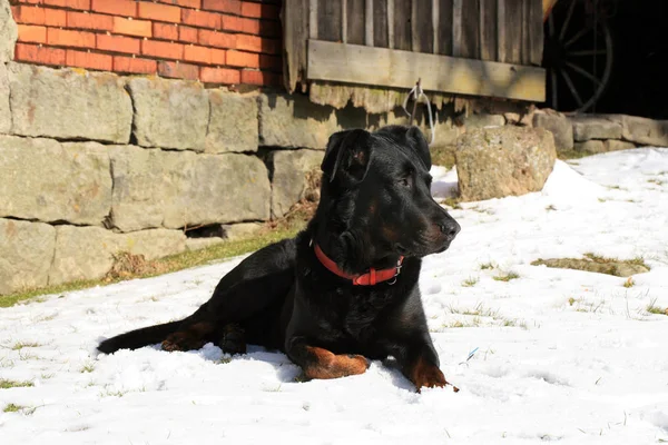フランスの羊飼いの犬の黒い 大きな犬は冬の裏庭で雪の中にあり 家を守った — ストック写真
