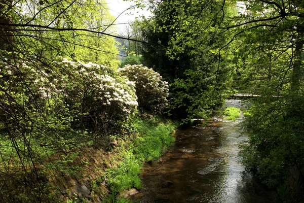 Küçük Bir Nehir Çiçekli Orman Gülü Ile Saray Bahçesi Losiny — Stok fotoğraf