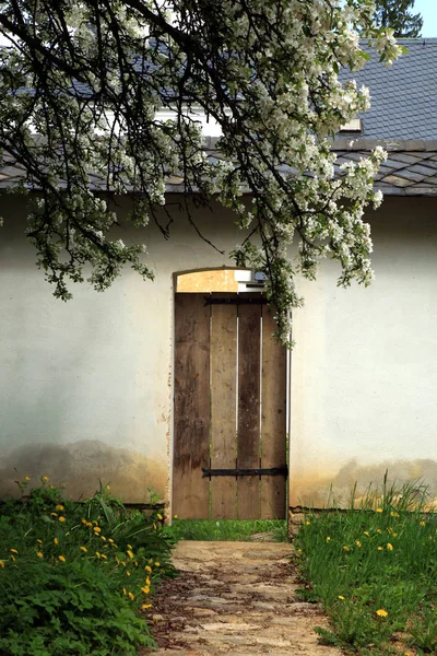 A palace wall with a wooden gate. Entrance to the farm part of the palace. Next to the blossoming apple tree, attracting insects pollinating mainly bees.