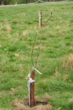 Yeni meyve bahçesinde ki genç elma ağacı. Ağaç tavşanlara karşı korunur ve kazığa bağlanır..