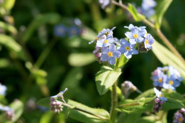 Bahar ev bahçesinde unut-beni değil bir alan.