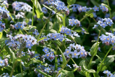 Bahar ev bahçesinde unut-beni değil bir alan.