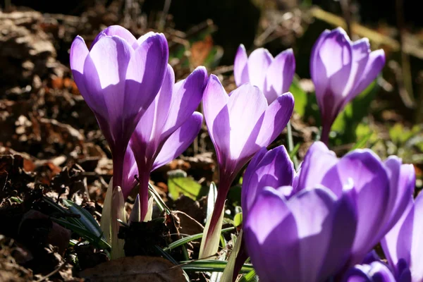 Крокусы Первые Весенние Цветы Саду Крокусы Являются Источником Первой Пыльцы — стоковое фото