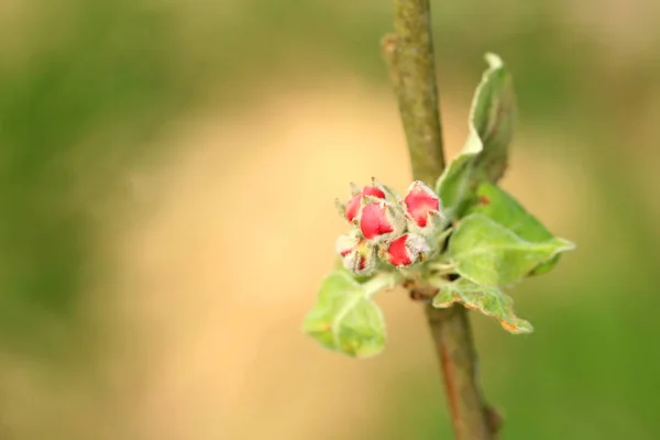 Giovane Melo Fiore Nel Nuovo Frutteto Gemme Fiore Albero Giovane — Foto Stock