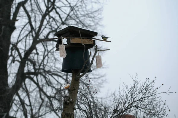 Vogelfutterhäuschen Mit Eimer Patent Das Vögel Vor Katzen Schützt Winterhilfe — Stockfoto