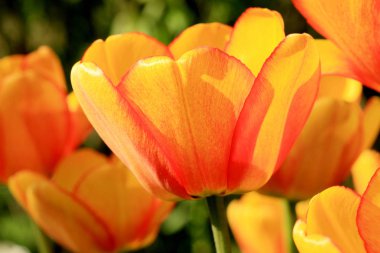 Sarı-kırmızı laleler. Bahar çiçeklerinin detayları. Baharın ve yeni hayatın sembolü.