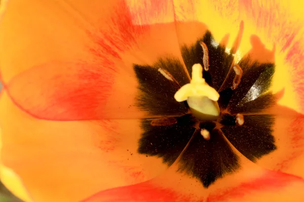 Tulipani Giallo Rossi Dettagli Dei Fiori Primaverili Simbolo Primavera Nuova — Foto Stock