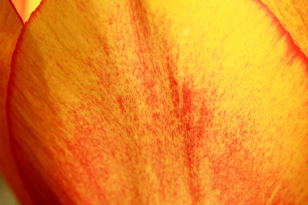 Žlutočervené Tulipány Detaily Jarních Květin Symbol Jara Nového Života — Stock fotografie