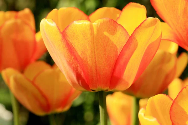 Tulipanes Amarillo Rojos Detalles Flores Primavera Símbolo Primavera Nueva Vida —  Fotos de Stock