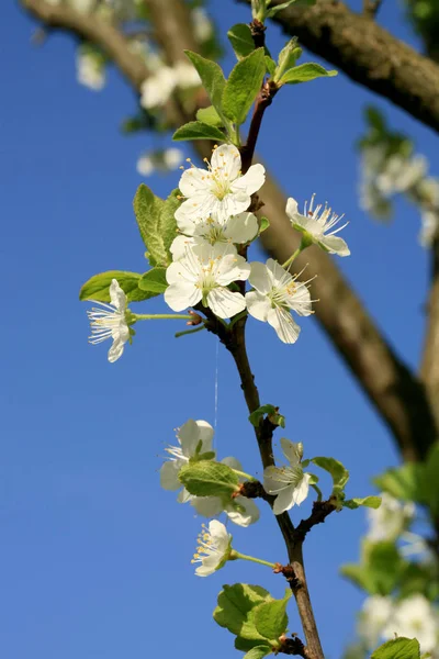 Profusely flowering plum tree in a village home orchard. Spring awakening.