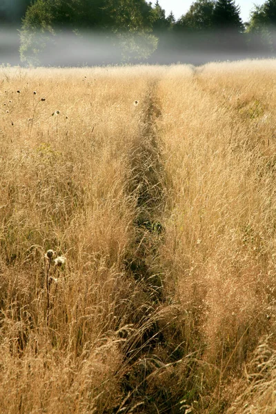 Path Trodden Tall Grass Wild Meadow — Stock Photo, Image