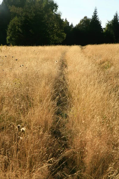 Path Trodden Tall Grass Wild Meadow — Stock Photo, Image