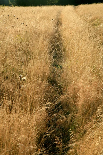Path Trodden Tall Grass Wild Meadow — Stock Photo, Image