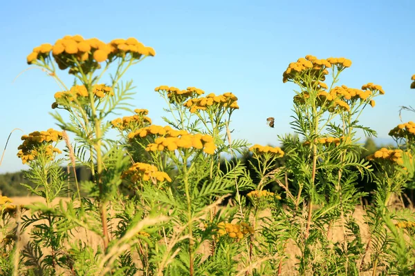 Tansy Groeit Een Wilde Weide Volksmedicinale Kruidenplant Stockafbeelding