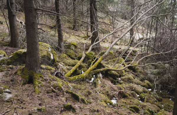 Dött Träd Skogen — Stockfoto