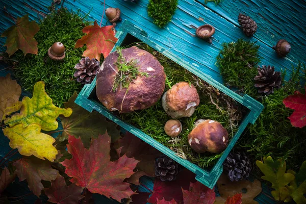 秋天森林组合用蘑菇在篮子 — 图库照片