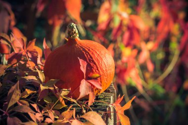 Bir sonbahar bahçe büyük kabak meyve