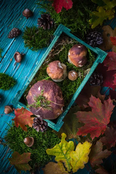 Composition Forêt Automne Avec Champignons Dans Panier — Photo