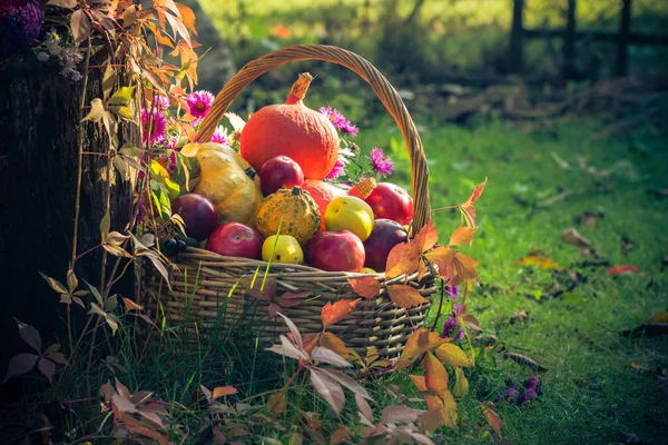 Colheita Outono Uma Cesta Cheia Frutas Jardim — Fotografia de Stock