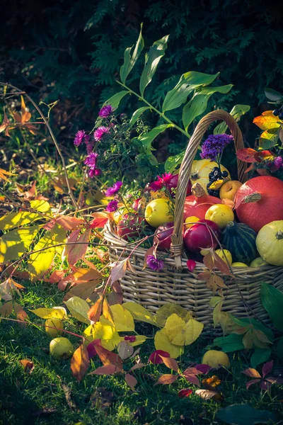 Récolte Automne Panier Rempli Fruits Dans Jardin — Photo