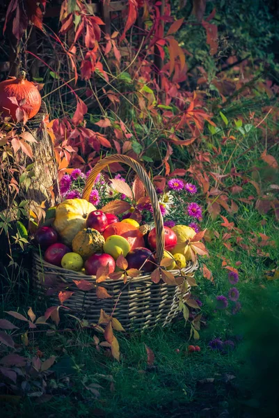 Σεζόν Στον Κήπο Ένα Καλάθι Δώρα Φρούτα Του Φθινοπώρου — Φωτογραφία Αρχείου