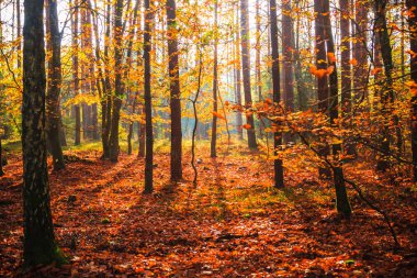 Ormandaki sonbahar: renkli yaprakları ağaçların