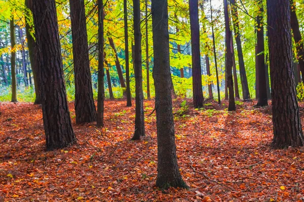 在森林里的秋天 树木在五颜六色的树叶 — 图库照片