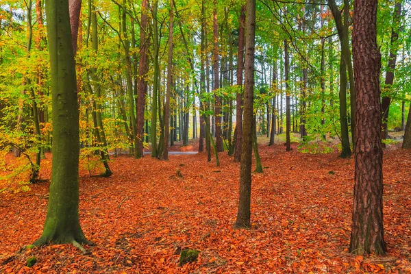 Autumn Forest Trees Colorful Leaves — Stock Photo, Image