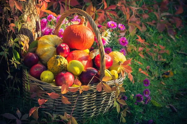 Autumn Harvest Basket Filled Fruit Garden — Stock Photo, Image