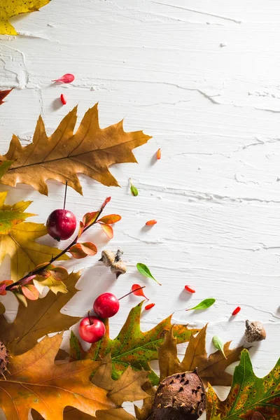 ドングリの葉と紅葉の背景 — ストック写真